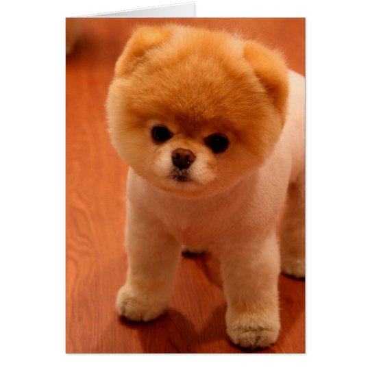 Pomeranian-cute puppies-spitz-pom puppies Zazzle.co.nz