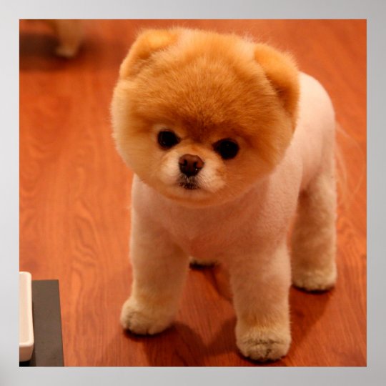 Pomeranian Cute Puppies Spitz Pom Dog Pom Puppies Poster Zazzle Co Nz