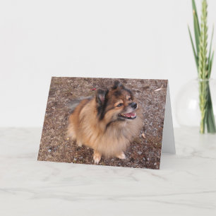 Pomeranian dog card