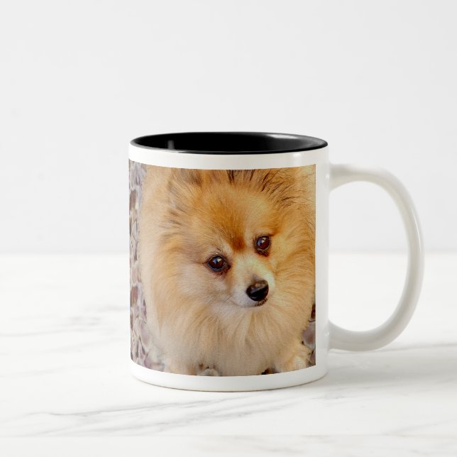 Pomeranian Dog Coffee Mug (Right)