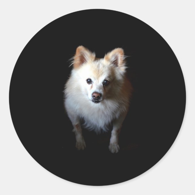 Pomeranian Dog in Dark Classic Round Sticker (Front)
