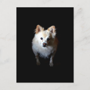 Pomeranian Dog in Dark Postcard