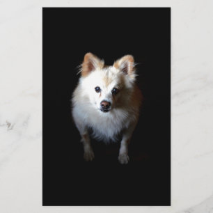 Pomeranian Dog in Dark Stationery