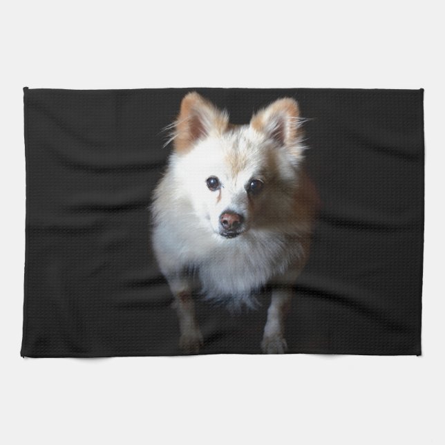Pomeranian Dog in Dark Tea Towel (Horizontal)