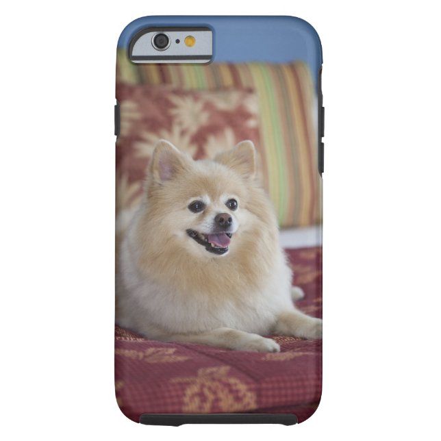 Pomeranian dog in pet friendly hotel room Case-Mate iPhone case (Back)