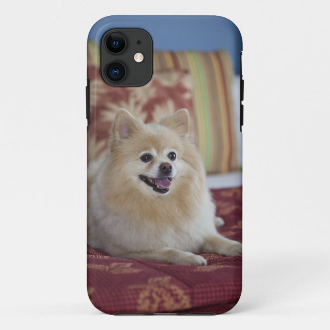Pomeranian dog in pet friendly hotel room Case-Mate iPhone case (Back)