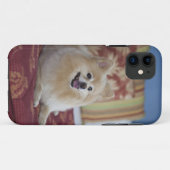 Pomeranian dog in pet friendly hotel room Case-Mate iPhone case (Back (Horizontal))