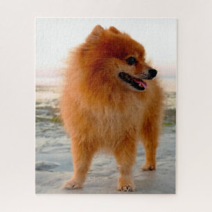 Pomeranian Dog. Jigsaw Puzzle