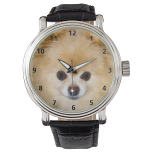 Pomeranian Dog Watch