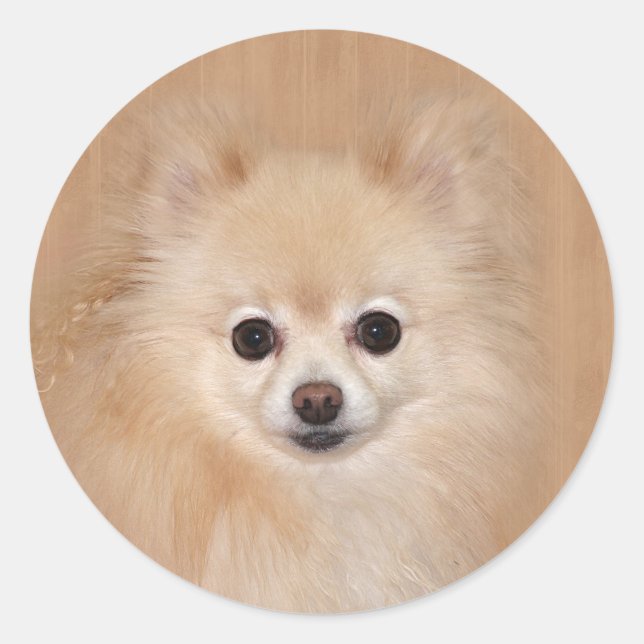 Pomeranian face classic round sticker (Front)