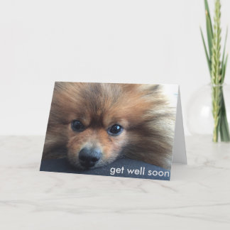 pomeranian get well soon card