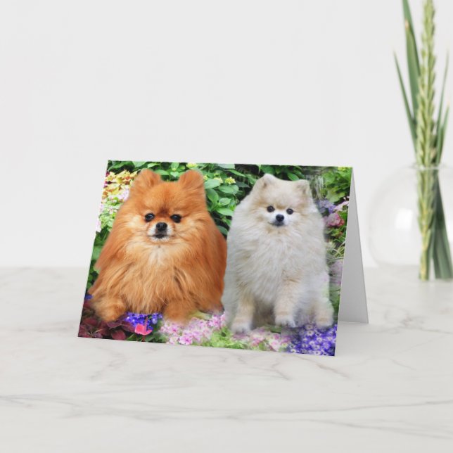 Pomeranian Greeting Card (Front)