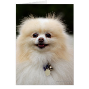 Pomeranian Headshot 1