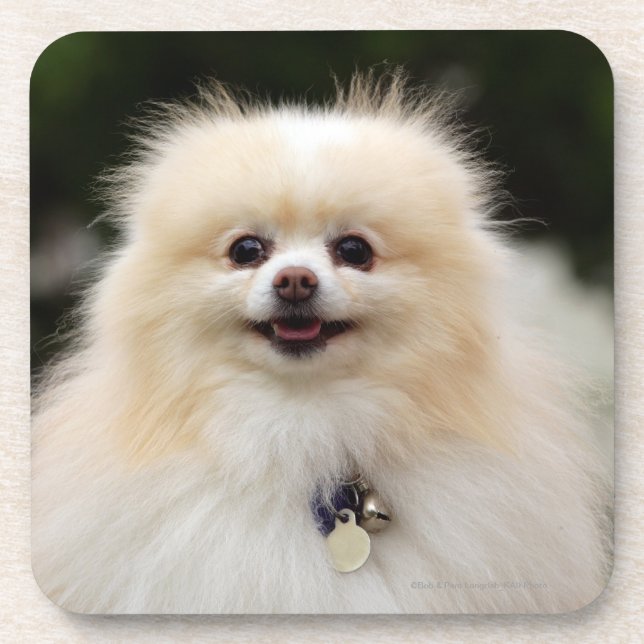 Pomeranian Headshot 1 Coaster (Front)