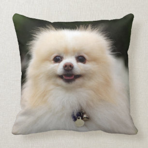 Pomeranian Headshot 1 Cushion