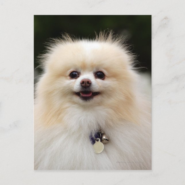 Pomeranian Headshot 1 Postcard (Front)