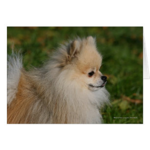 Pomeranian Headshot 2