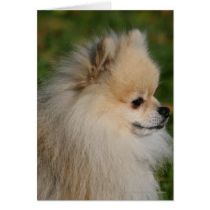 Pomeranian Headshot 2