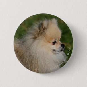 Pomeranian Headshot 2 6 Cm Round Badge