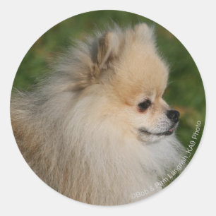 Pomeranian Headshot 2 Classic Round Sticker