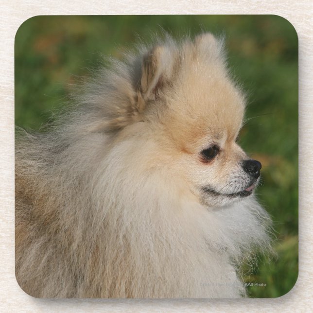 Pomeranian Headshot 2 Coaster (Front)