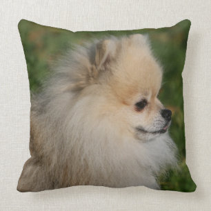 Pomeranian Headshot 2 Cushion
