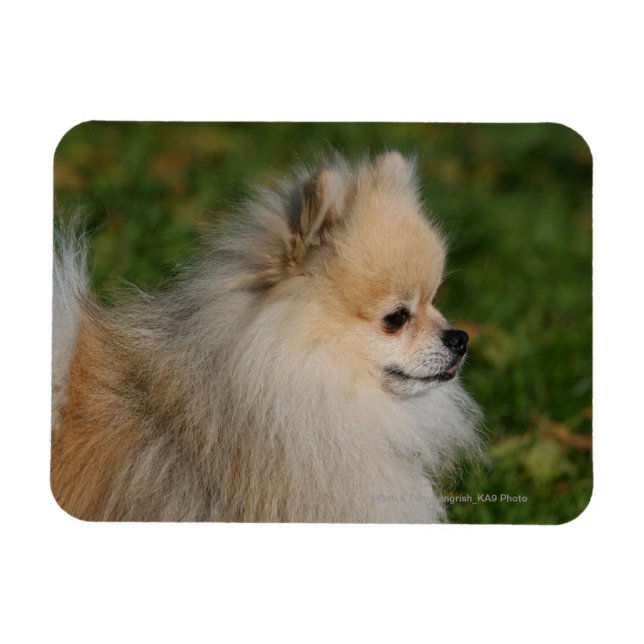 Pomeranian Headshot 2 Magnet (Horizontal)