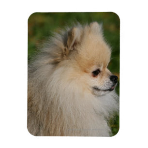 Pomeranian Headshot 2 Magnet