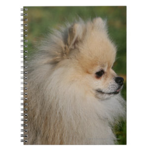 Pomeranian Headshot 2 Spiral Notebook