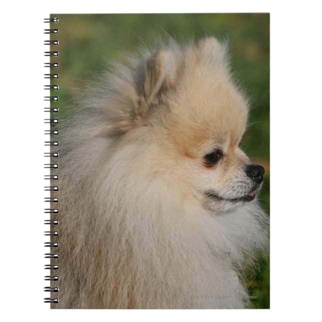 Pomeranian Headshot 2 Spiral Notebook (Front)
