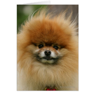 Pomeranian Headshot Looking at Camera