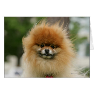 Pomeranian Headshot Looking at Camera