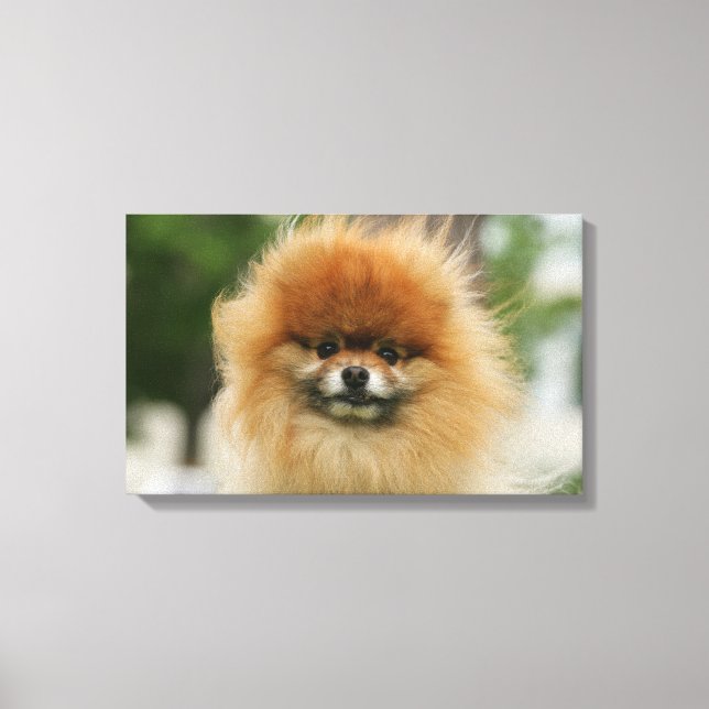 Pomeranian Headshot Looking at Camera Canvas Print (Front)