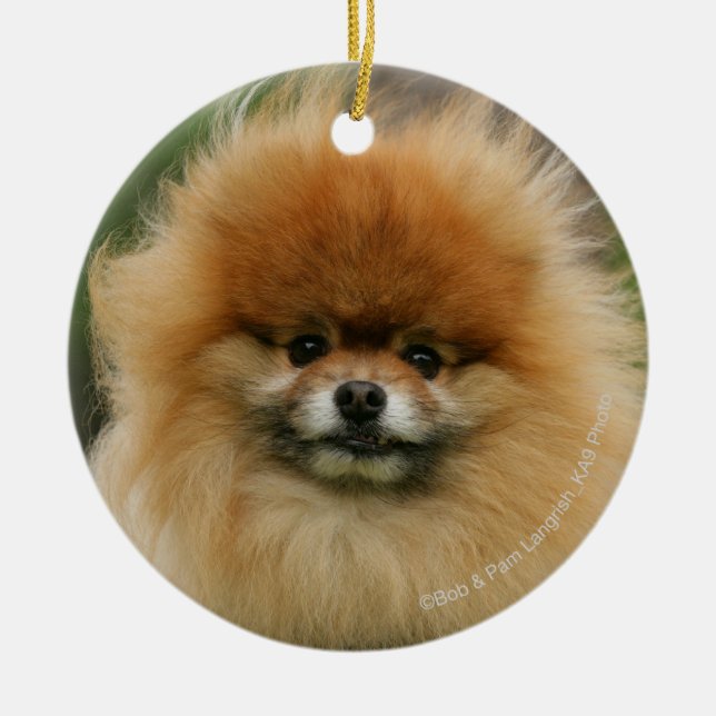 Pomeranian Headshot Looking at Camera Ceramic Tree Decoration (Front)