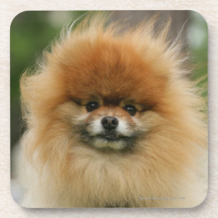 Pomeranian Headshot Looking at Camera Coaster