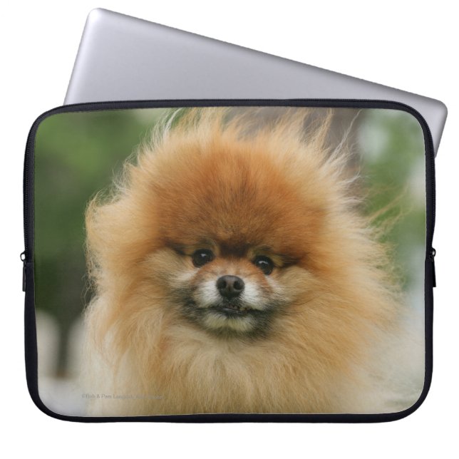 Pomeranian Headshot Looking at Camera Laptop Sleeve (Front)