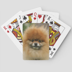 Pomeranian Headshot Looking at Camera Playing Cards