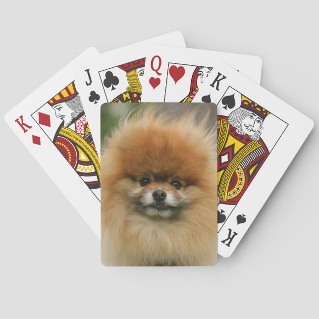 Pomeranian Headshot Looking at Camera Playing Cards (Back)