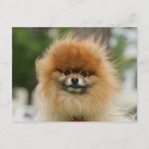 Pomeranian Headshot Looking at Camera Postcard
