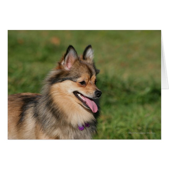 Pomeranian Headshot Panting (Front Horizontal)