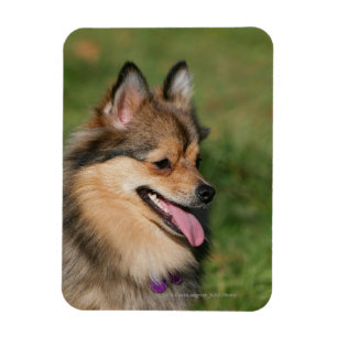 Pomeranian Headshot Panting Magnet