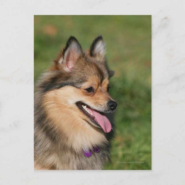 Pomeranian Headshot Panting Postcard (Front)