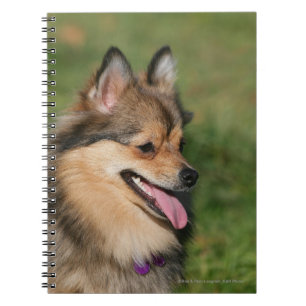 Pomeranian Headshot Panting Spiral Notebook
