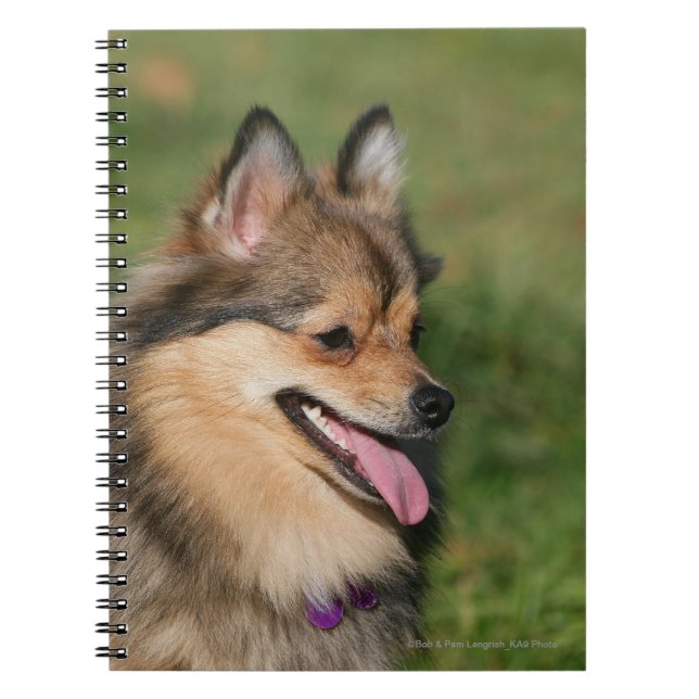 Pomeranian Headshot Panting Spiral Notebook (Front)