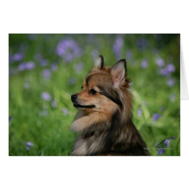 Pomeranian Headshot Sitting (Front Horizontal)