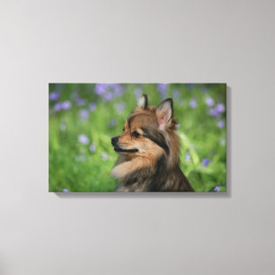 Pomeranian Headshot Sitting Canvas Print