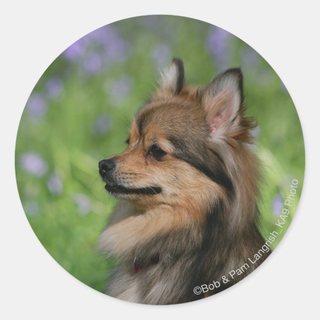 Pomeranian Headshot Sitting Classic Round Sticker (Front)