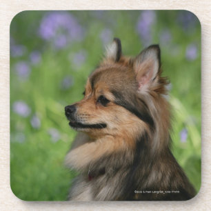 Pomeranian Headshot Sitting Coaster
