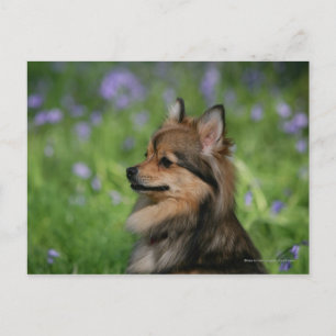 Pomeranian Headshot Sitting Postcard