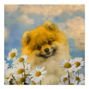 Pomeranian in Daisies Painting - Original Dog Art Poster